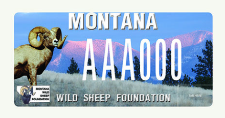 Montana Wild Sheep Foundation License Plate
